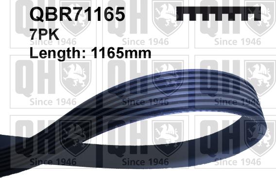 Quinton Hazell QBR71165 - Пистов ремък vvparts.bg