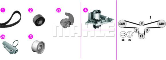 Wilmink Group WG2182135 - Водна помпа+ к-кт ангренажен ремък vvparts.bg